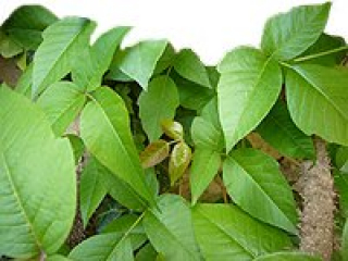 rhus toxico_11_11818.jpg